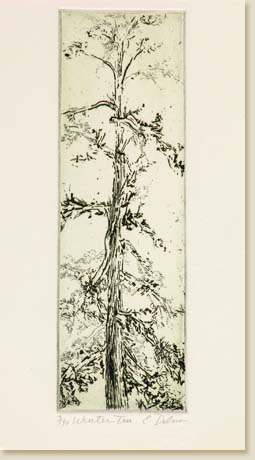 Winter Tree by Elizabeth Delson
